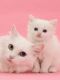 Munchkin Cats for sale in Louisville, KY, USA. price: $500
