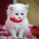 Munchkin Cats for sale in New Orleans, LA, USA. price: NA