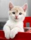 Munchkin Cats for sale in Portland, ME, USA. price: $500