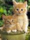 Munchkin Cats for sale in Baltimore, MD, USA. price: $500
