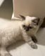 Munchkin Cats for sale in Minneapolis, MN, USA. price: $500