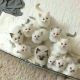 Munchkin Cats for sale in Jackson, MS, USA. price: $500