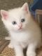Munchkin Cats for sale in Manchester, NH, USA. price: $500