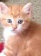 Munchkin Cats for sale in Jersey City, NJ, USA. price: $500
