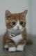Munchkin Cats for sale in New York, NY, USA. price: $500