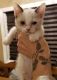 Munchkin Cats for sale in Raleigh, NC, USA. price: $500