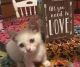 Munchkin Cats for sale in Portland, OR, USA. price: $500