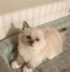Munchkin Cats for sale in Pittsburgh, PA, USA. price: $500