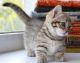 Munchkin Cats for sale in Sioux Falls, SD, USA. price: NA