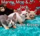 Munchkin Cats for sale in Philadelphia, PA, USA. price: NA
