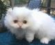 Munchkin Cats for sale in Pensacola Beach, FL, USA. price: $2,000