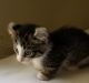Munchkin Cats for sale in Davenport, FL, USA. price: NA