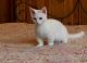Munchkin Cats for sale in New Caney, TX 77357, USA. price: NA