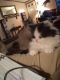 Munchkin Cats for sale in Cecilia, KY 42724, USA. price: NA