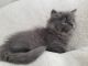 Munchkin Cats for sale in Manitowoc, WI 54220, USA. price: $400
