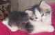 Munchkin Cats for sale in Apache Junction, AZ 85119, USA. price: $800