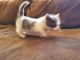 Munchkin Cats for sale in Hobbs, NM, USA. price: NA