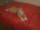 Munchkin Cats for sale in Crystal City, MO, USA. price: $350