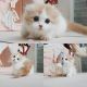 Munchkin Cats for sale in Oakland, NJ 07436, USA. price: NA