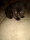 Munchkin Cats for sale in Norwalk, OH 44857, USA. price: $550
