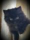 Munchkin Cats for sale in Manitowoc, WI 54220, USA. price: $800