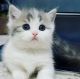 Munchkin Cats for sale in New York, NY, USA. price: $800