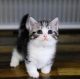 Munchkin Cats for sale in Colorado Springs, CO, USA. price: $850