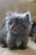 Munchkin Cats for sale in Manitowoc, WI 54220, USA. price: $800