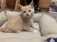 Munchkin Cats for sale in Kutztown, PA 19530, USA. price: $50
