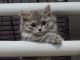 Munchkin Cats for sale in Lakeside, OR, USA. price: $1,500