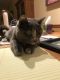 Munchkin Cats for sale in Champlin, MN 55316, USA. price: $25