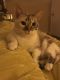Munchkin Cats for sale in Rockmart, GA 30153, USA. price: $500