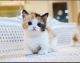 Munchkin Cats for sale in Los Angeles, CA 90011, USA. price: NA