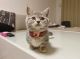 Munchkin Cats for sale in Michigan - Martin, Detroit, MI 48210, USA. price: $750