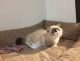 Munchkin Cats for sale in Houston, TX, USA. price: $700