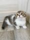 Munchkin Cats for sale in Chicago, IL, USA. price: $700