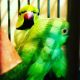 Mustached Parakeet Birds