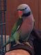 Mustached Parakeet Birds