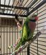 Mustached Parakeet Birds for sale in New Port Richey, FL, USA. price: NA