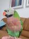 Mustached Parakeet Birds for sale in DeBary, FL 32713, USA. price: NA