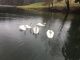 Mute Swan Birds for sale in Harmony, PA, USA. price: NA