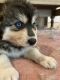 Native American Indian Dog Puppies for sale in Andreas, PA 18211, USA. price: $1,200