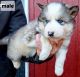 Native American Indian Dog Puppies