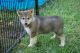 Native American Indian Dog Puppies for sale in Valparaiso, IN, USA. price: $2,500