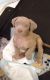 Neapolitan Mastiff Puppies for sale in West Union, OH 45693, USA. price: $1,200