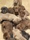 Neapolitan Mastiff Puppies for sale in Farmington Hills, MI, USA. price: NA