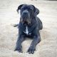 Neapolitan Mastiff Puppies for sale in Visalia, CA, USA. price: $800