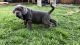 Neapolitan Mastiff Puppies for sale in Independence, IA 50644, USA. price: $500