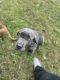 Neapolitan Mastiff Puppies for sale in Wilmington, DE, USA. price: NA