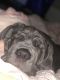 Neapolitan Mastiff Puppies for sale in Summerville, SC, USA. price: NA
